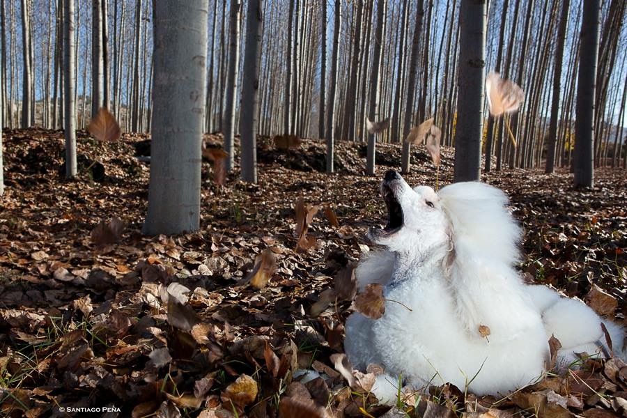 Información práctica sobre el caniche