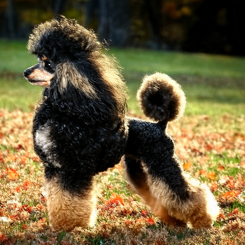 caniche negro y dorado, sobre fondo otoñal